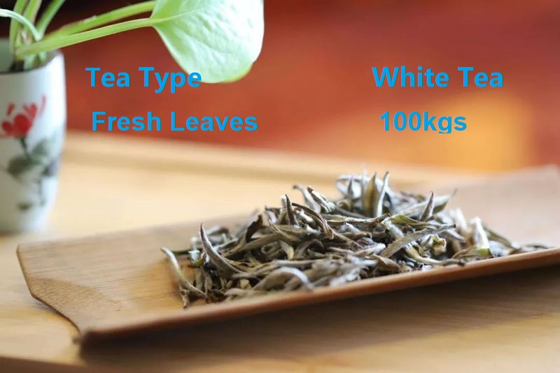 100kgs White Tea of Fresh Leaf Production Solution