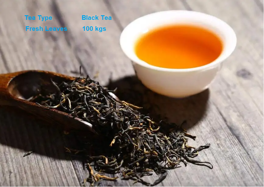 100kg Black Tea of Fresh Leaf Production Solution - 副本