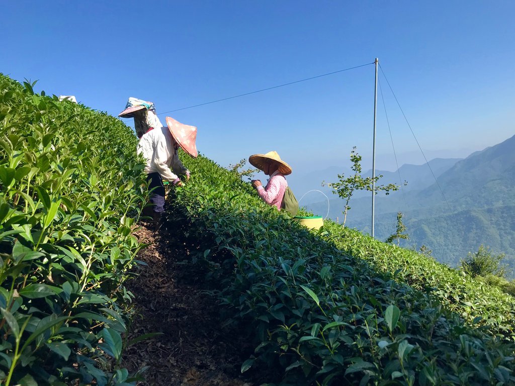 TAIWAN'S TOP 10 MOST FAMOUS TEAS